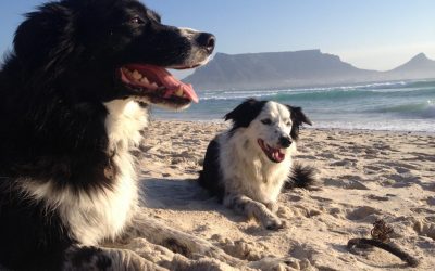 Doggie Friendly Beaches in Cape Town